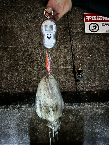 モンゴウイカの釣果