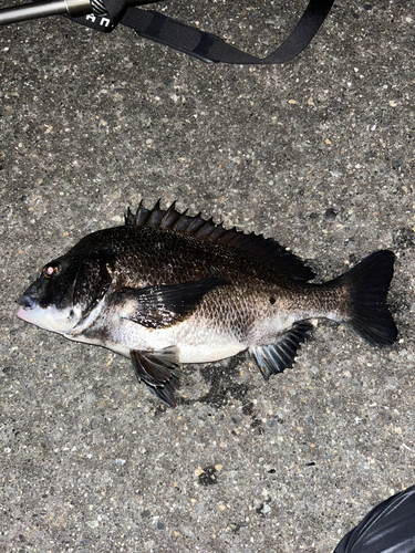 クロダイの釣果