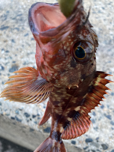 カサゴの釣果