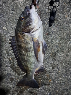 クロダイの釣果