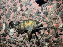 メバルの釣果