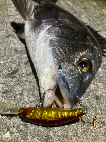 チヌの釣果