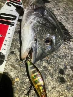 チヌの釣果