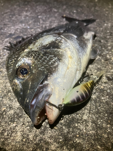 チヌの釣果