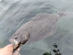 ヒラメの釣果