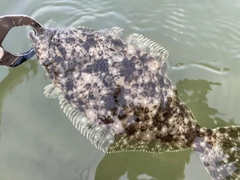 ソゲの釣果