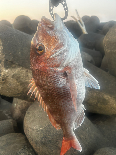 マダイの釣果