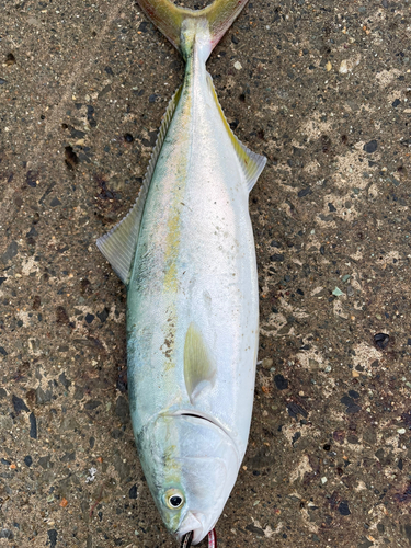 ワカシの釣果