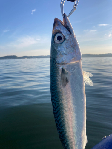 サバの釣果