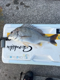 キビレの釣果