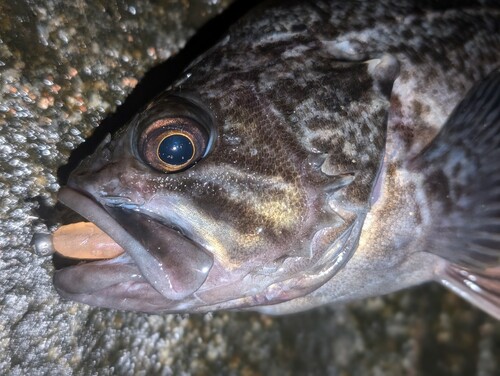 クロソイの釣果