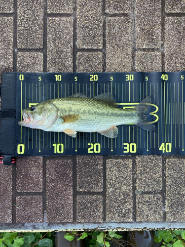 ラージマウスバスの釣果