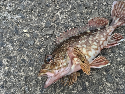 カサゴの釣果