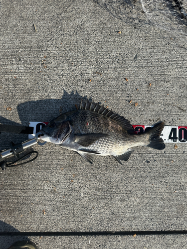 クロダイの釣果