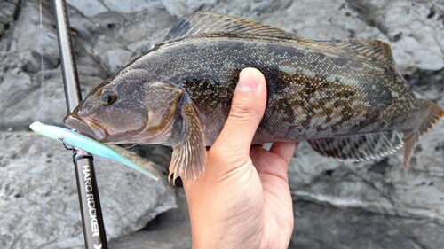 アイナメの釣果