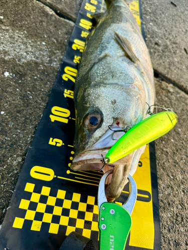 シーバスの釣果