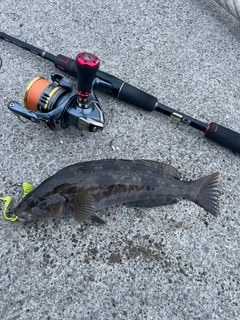 アブラコの釣果