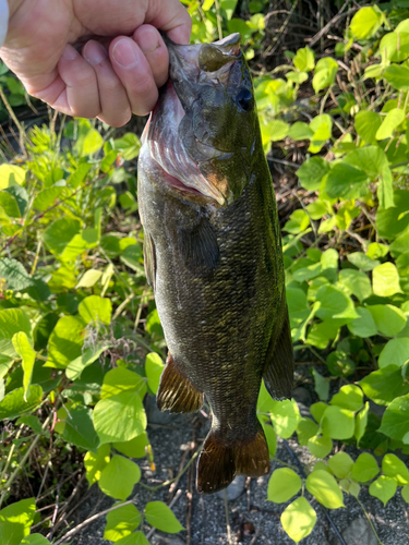 スモールマウスバスの釣果