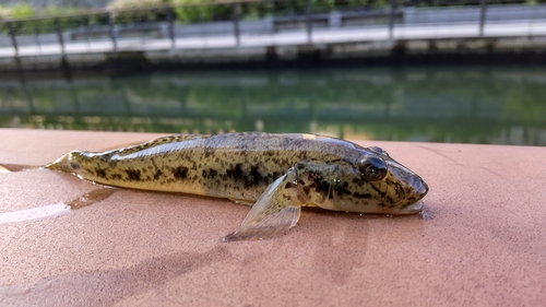 マハゼの釣果