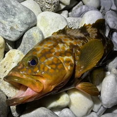 アコウの釣果