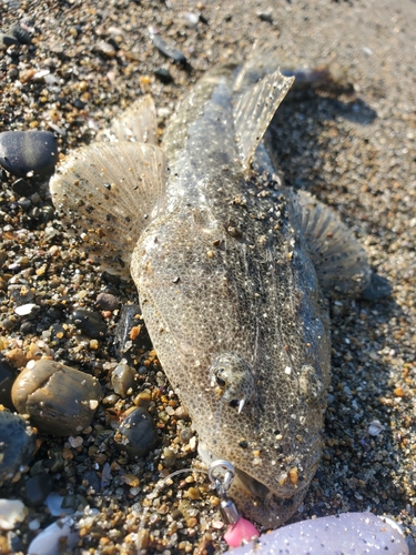 マゴチの釣果