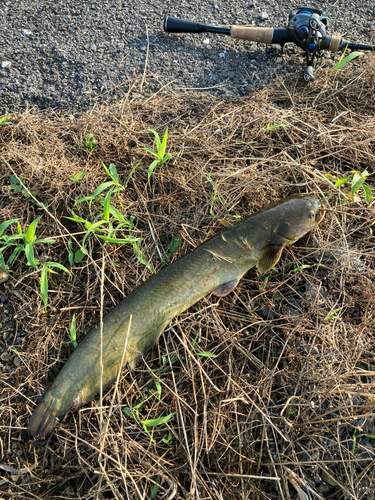 ナマズの釣果