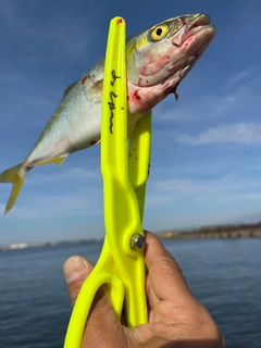 ツバスの釣果