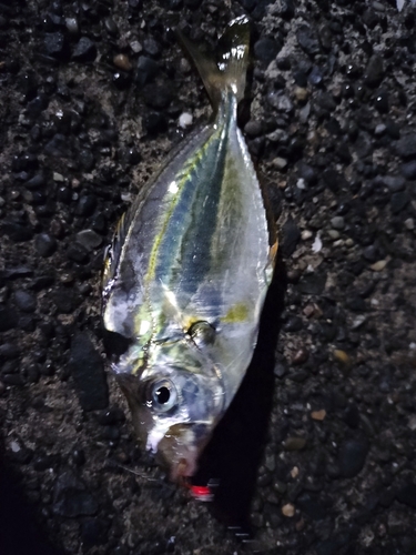 ヒイラギの釣果