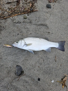 セイゴ（ヒラスズキ）の釣果