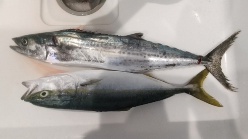 サゴシの釣果