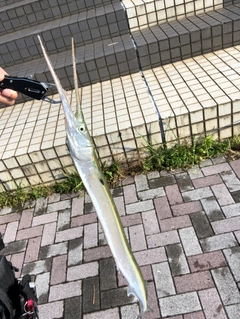 ダツの釣果