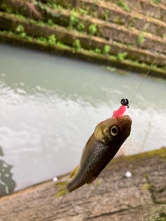 カワムツの釣果