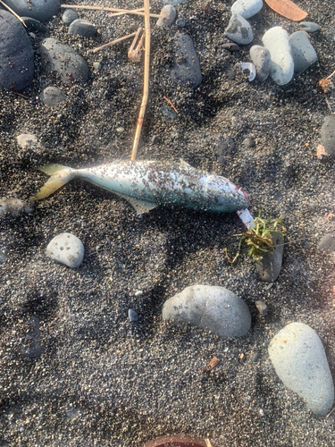 ワカシの釣果