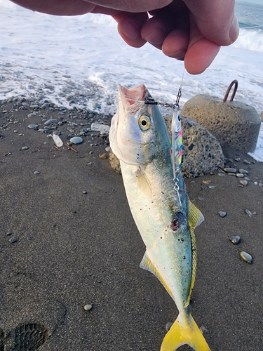 ワカシの釣果