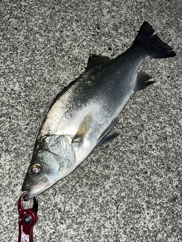 ヒラスズキの釣果