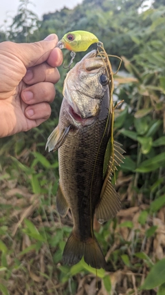 ブラックバスの釣果