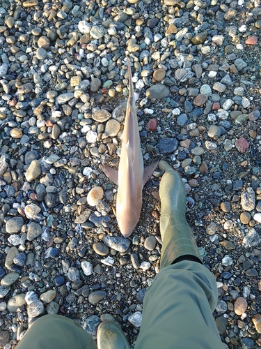 サメの釣果