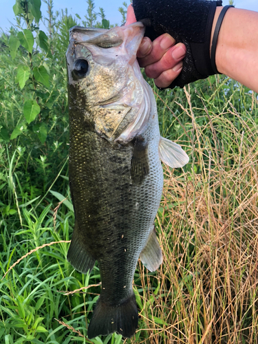 ブラックバスの釣果