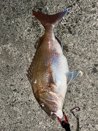 マダイの釣果