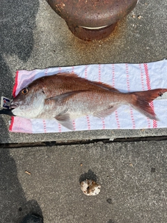 マダイの釣果