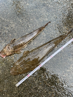マゴチの釣果