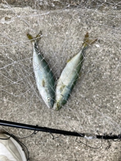 ツバスの釣果