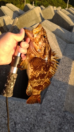 ソイの釣果