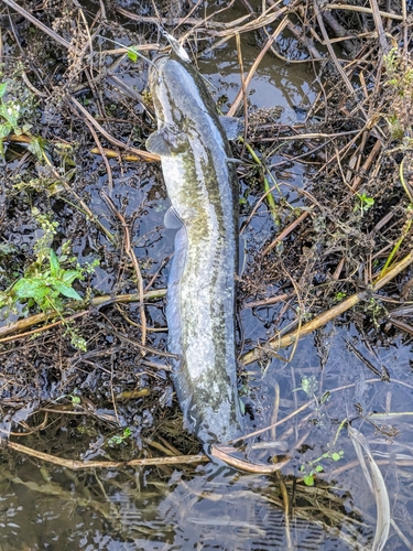 碓氷川