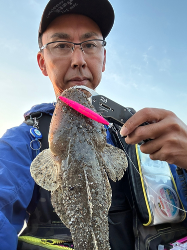 マゴチの釣果