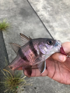 ヨコスジイシモチの釣果