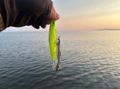 カタクチイワシの釣果