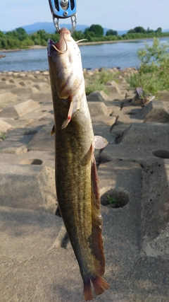 ナマズの釣果