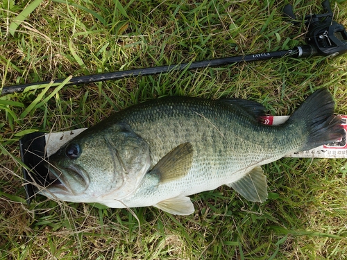 ブラックバスの釣果