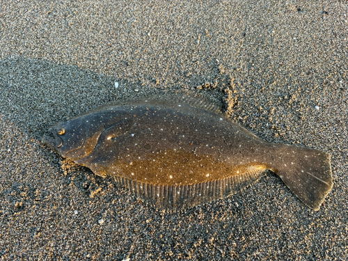 釣果